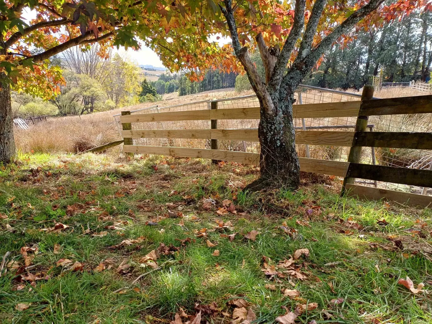 Post and rail fence built along a paddock boundary in autumn