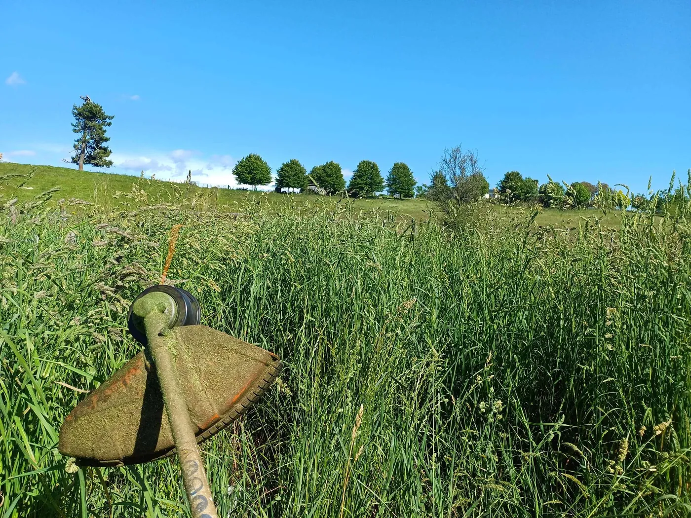 Line trimmer part way through cutting back long paddock grass