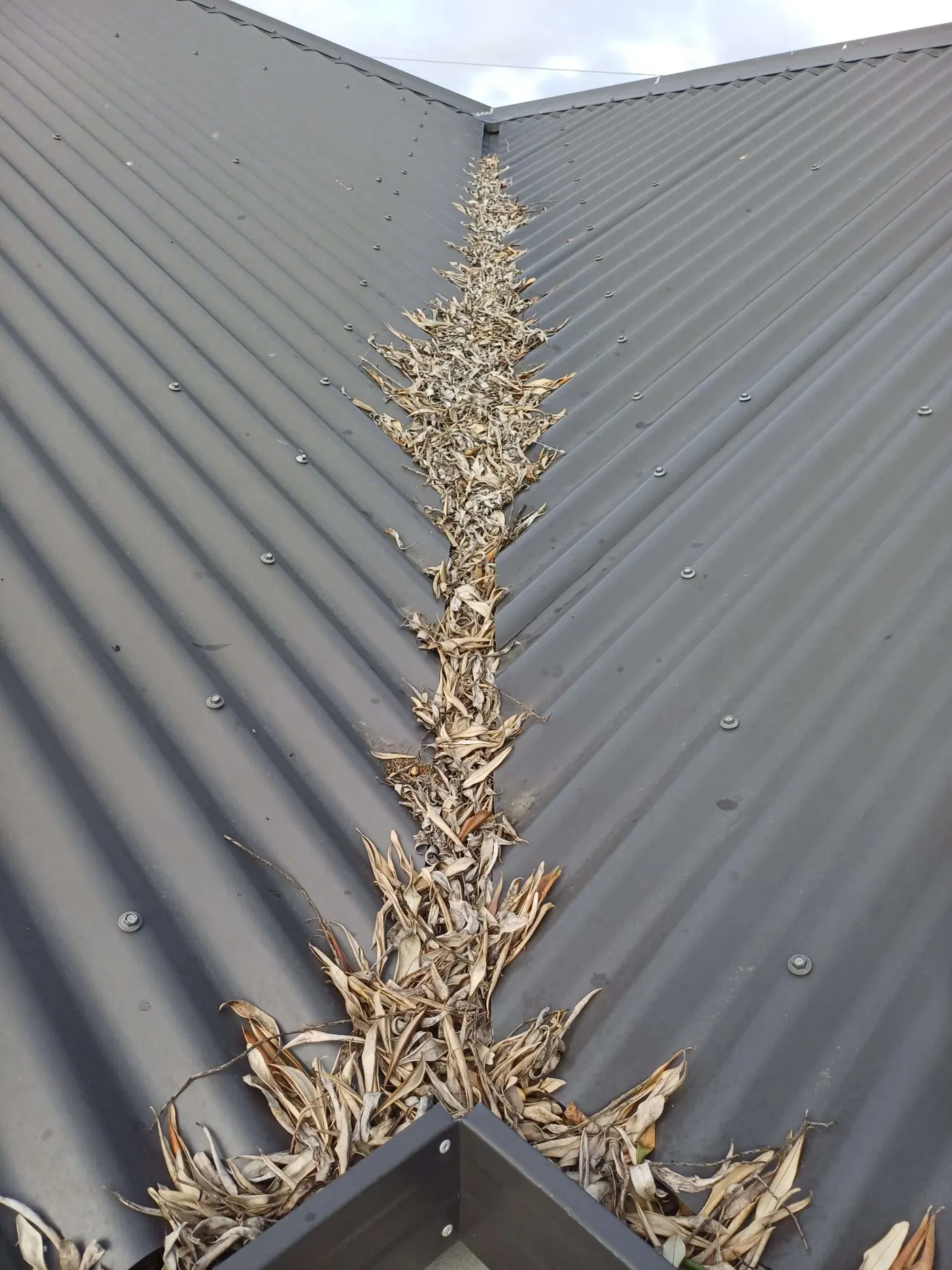 Debris caught in a roof valley where water should be draining away